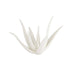 Arteriors - ASC12 - Sculpture - Zaloe - Ivory
