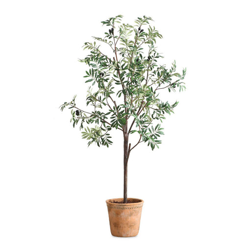 Olea Tree Terracotta