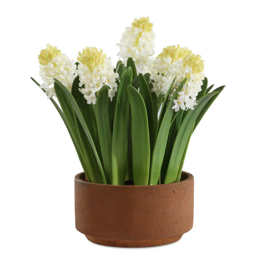 Sincerity Hyacinth Plant Terracotta