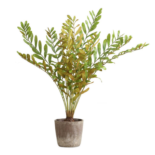 Zamia Planter Rustic