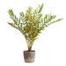 Uttermost - 60243 - Planter - Zamia - Rustic