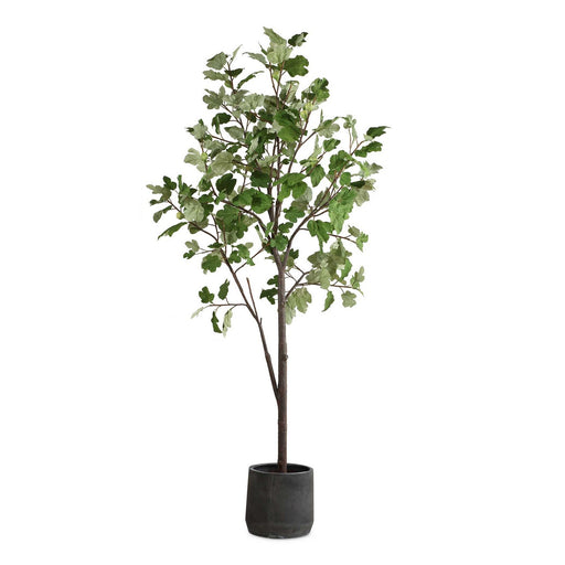 Eden Tree Black