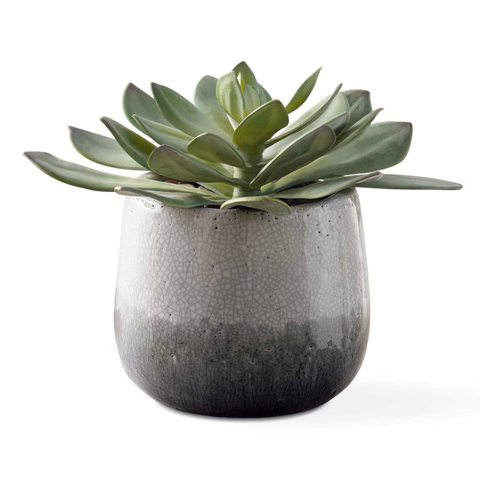 Uttermost - 60261 - Succulent - Dudleya - Aged White To Blue Grey