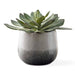 Uttermost - 60261 - Succulent - Dudleya - Aged White To Blue Grey