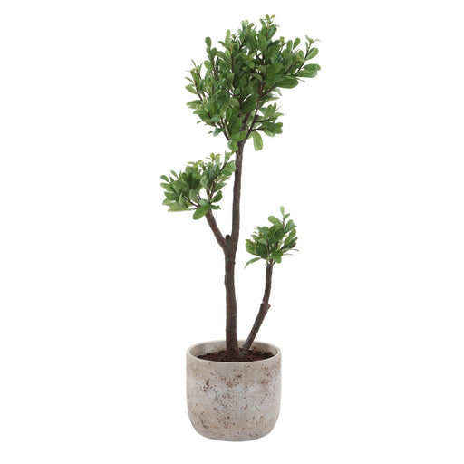Arbor Strawberry Tree Aged Ivory