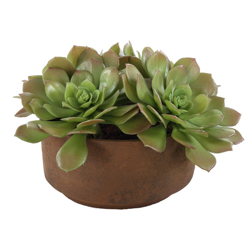 Sable Succulent Accent In Pot Natural Terracotta