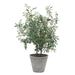 Uttermost - 60268 - Planter - Marisol - Natural-looking Olives