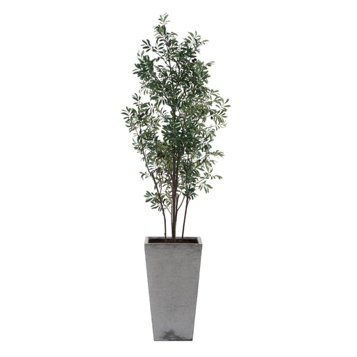 Sonora Olive Planter Silvery-green