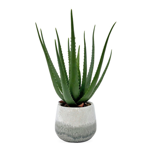 Uttermost - 60262 - Aloe Plant - Veranda - Aged White And Blue-gray