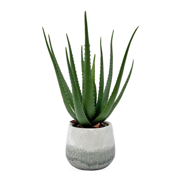 Uttermost - 60262 - Aloe Plant - Veranda - Aged White And Blue-gray