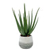 Uttermost - 60262 - Aloe Plant - Veranda - Aged White And Blue-gray