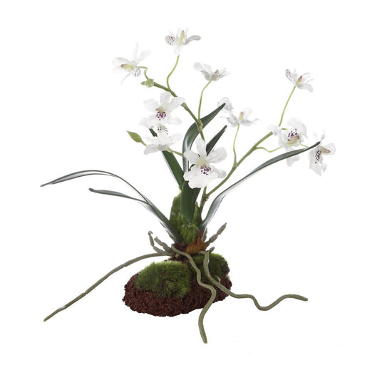Clovis Orchid Drop-In White