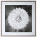 Dandelion Seedhead Framed Print Driftwood Look-Mirrors/Pictures-Uttermost-Lighting Design Store