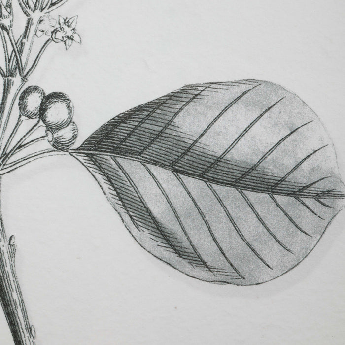 Farmhouse Florals Wall Art Matte Black-Mirrors/Pictures-Uttermost-Lighting Design Store