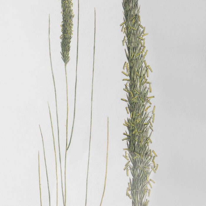 Forest Finds Framed Prints, S/6 Dark Espresso-Mirrors/Pictures-Uttermost-Lighting Design Store