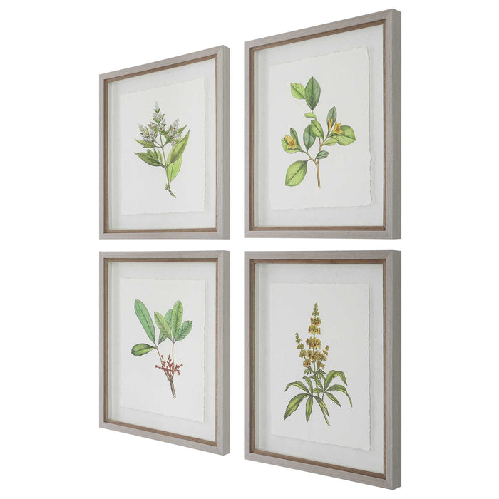 Wildflower Study Framed Prints, S/4 Light Gray-Mirrors/Pictures-Uttermost-Lighting Design Store