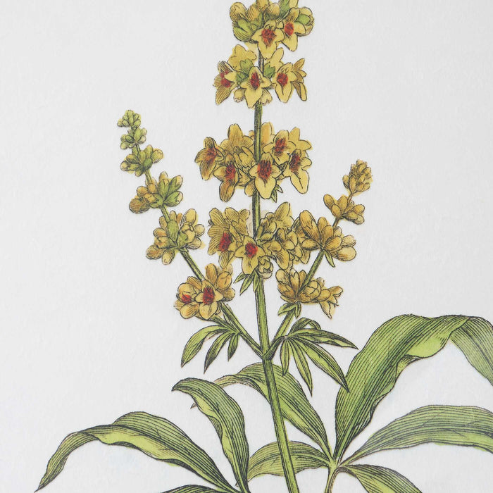 Wildflower Study Framed Prints, S/4 Light Gray-Mirrors/Pictures-Uttermost-Lighting Design Store