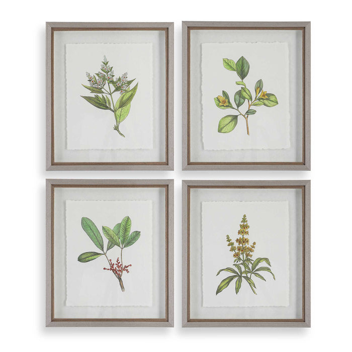 Wildflower Study Framed Prints, S/4 Light Gray-Mirrors/Pictures-Uttermost-Lighting Design Store
