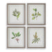 Wildflower Study Framed Prints, S/4 Light Gray-Mirrors/Pictures-Uttermost-Lighting Design Store