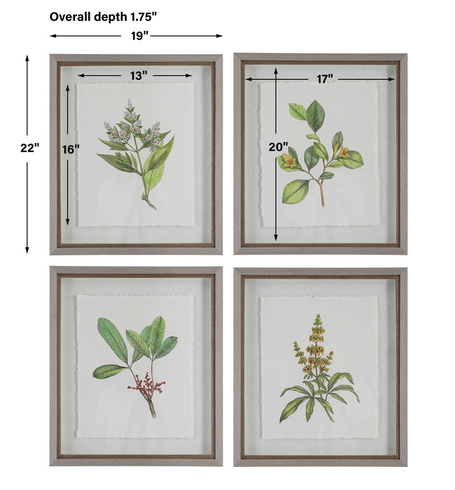 Wildflower Study Framed Prints, S/4 Light Gray-Mirrors/Pictures-Uttermost-Lighting Design Store