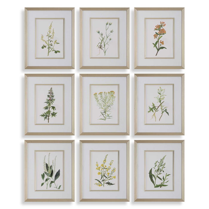 Botanical Flowers Framed Prints, S/9 Champagne Gold-Mirrors/Pictures-Uttermost-Lighting Design Store
