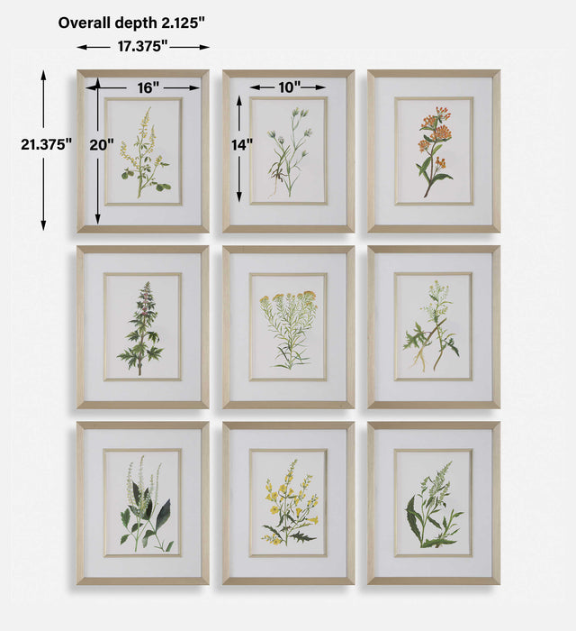Botanical Flowers Framed Prints, S/9 Champagne Gold-Mirrors/Pictures-Uttermost-Lighting Design Store