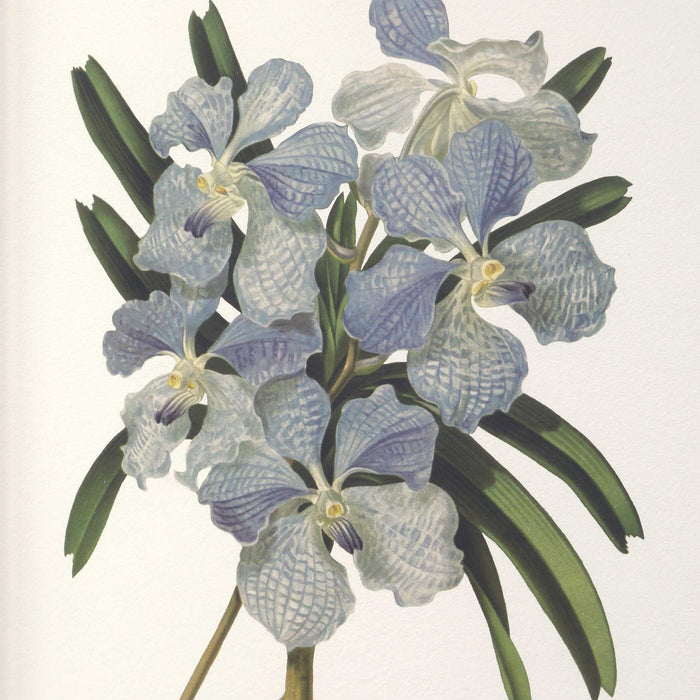 Orchid Framed Prints Set/6-Home Accents-Uttermost-Lighting Design Store