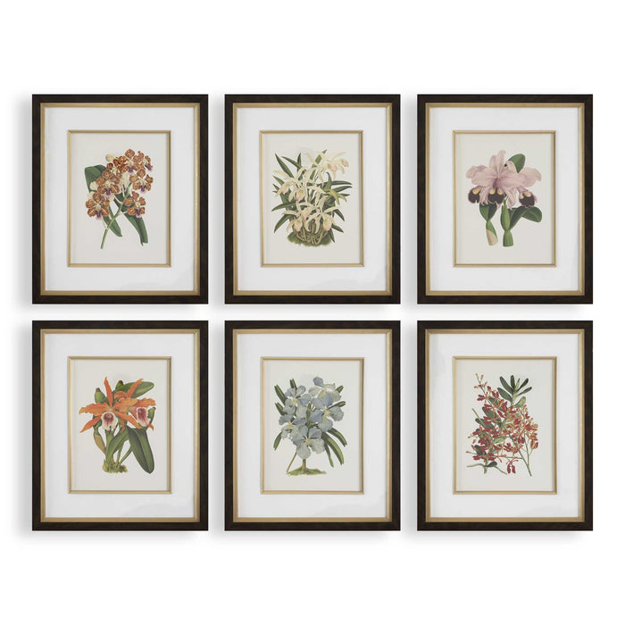 Orchid Framed Prints Set/6-Home Accents-Uttermost-Lighting Design Store
