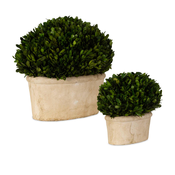 Preserved Boxwood Preserved Boxwood Set/2 Stone-Home Accents-Uttermost-Lighting Design Store