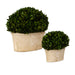 Preserved Boxwood Preserved Boxwood Set/2 Stone-Home Accents-Uttermost-Lighting Design Store