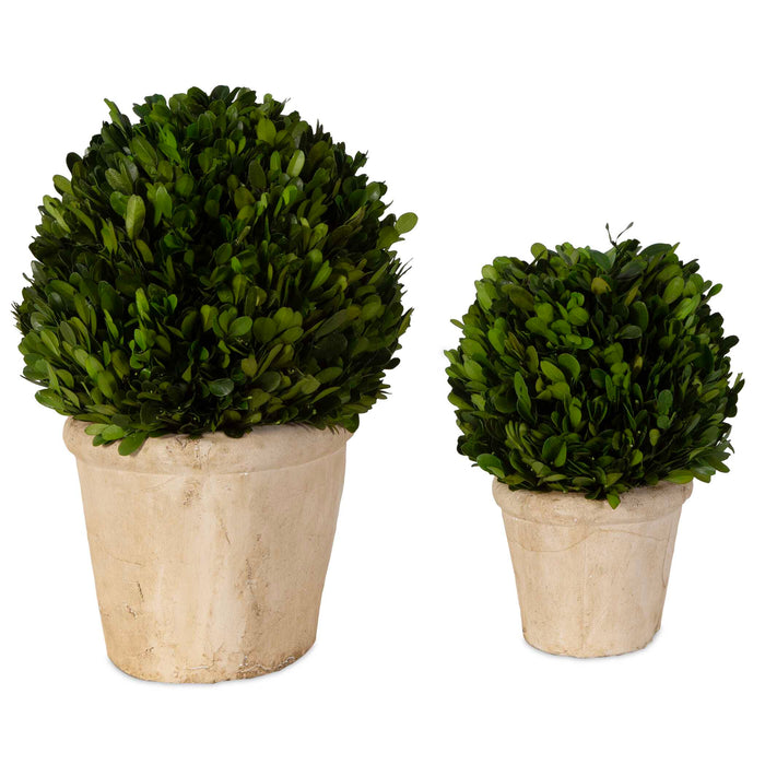 Preserved Boxwood Preserved Boxwood Set/2 Stone-Home Accents-Uttermost-Lighting Design Store