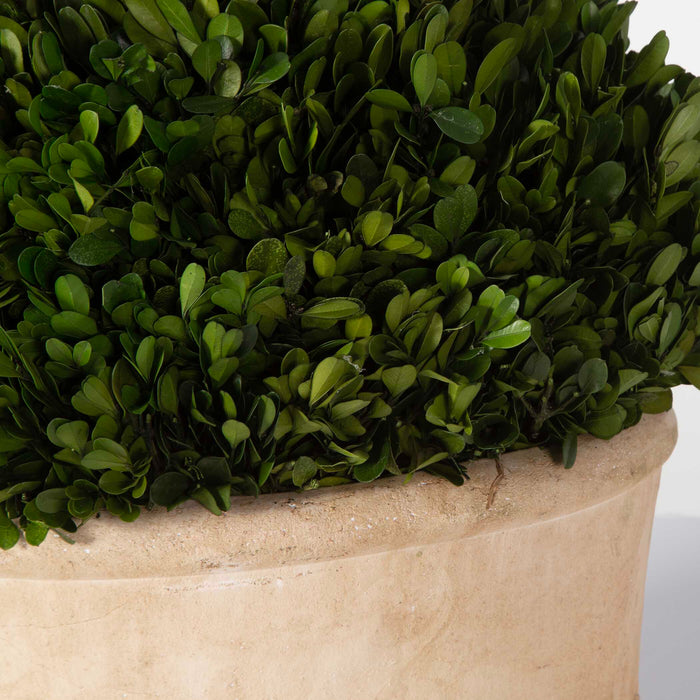 Preserved Boxwood Preserved Boxwood Set/2 Stone-Home Accents-Uttermost-Lighting Design Store