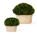 Preserved Boxwood Preserved Boxwood Set/2 Stone-Home Accents-Uttermost-Lighting Design Store