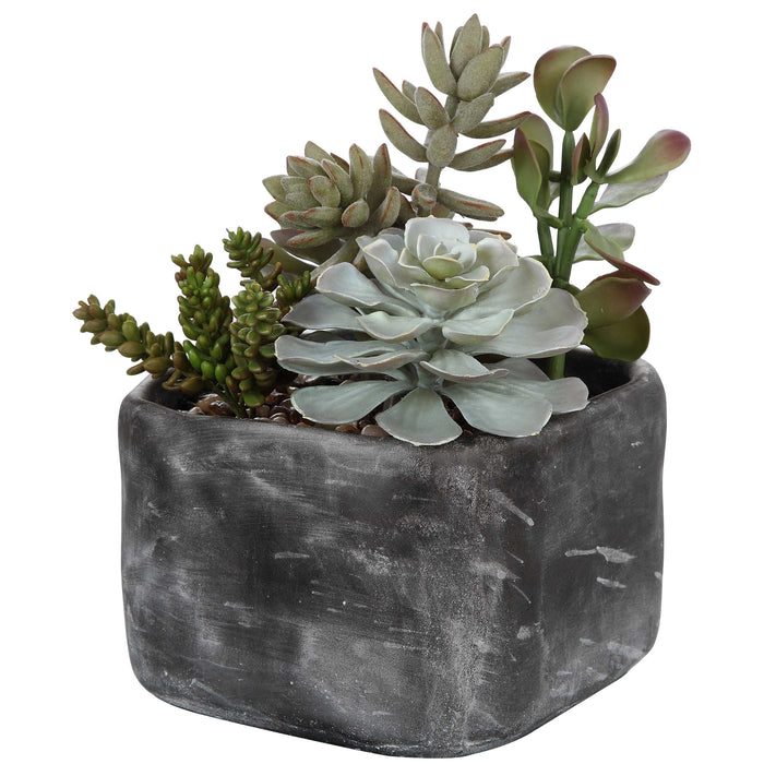 Alverio Succulents Charcoal Gray-Home Accents-Uttermost-Lighting Design Store