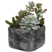 Alverio Succulents Charcoal Gray-Home Accents-Uttermost-Lighting Design Store