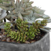 Alverio Succulents Charcoal Gray-Home Accents-Uttermost-Lighting Design Store
