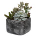 Alverio Succulents Charcoal Gray-Home Accents-Uttermost-Lighting Design Store