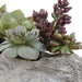 Charita Succulents Greens And Burgundy-Home Accents-Uttermost-Lighting Design Store