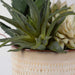 Seaside Succulents Succulents, Set/2 Glazed In Neutral Tan-Home Accents-Uttermost-Lighting Design Store
