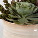 Mesa Succulent Succulent Accent Textured Tan-Home Accents-Uttermost-Lighting Design Store