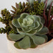 Mesa Succulent Succulent Accent Textured Tan-Home Accents-Uttermost-Lighting Design Store