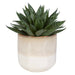 Doha Succulent Accent Green And Burgundy-Home Accents-Uttermost-Lighting Design Store
