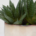 Doha Succulent Accent Green And Burgundy-Home Accents-Uttermost-Lighting Design Store