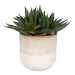 Doha Succulent Accent Green And Burgundy-Home Accents-Uttermost-Lighting Design Store