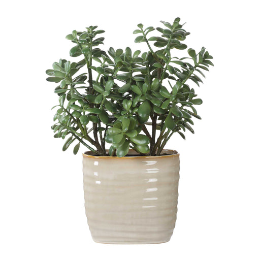 Crassula Jade Accent Plant Textured Tan