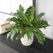Verdure Fern Glazed Pot Textured Tan-Home Accents-Uttermost-Lighting Design Store