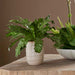 Verdure Fern Glazed Pot Textured Tan-Home Accents-Uttermost-Lighting Design Store