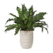 Verdure Fern Glazed Pot Textured Tan-Home Accents-Uttermost-Lighting Design Store