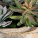 Seaside Breeze Succulents Natural-Home Accents-Uttermost-Lighting Design Store