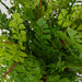 Maidenhair Fern Container Gold-Home Accents-Uttermost-Lighting Design Store